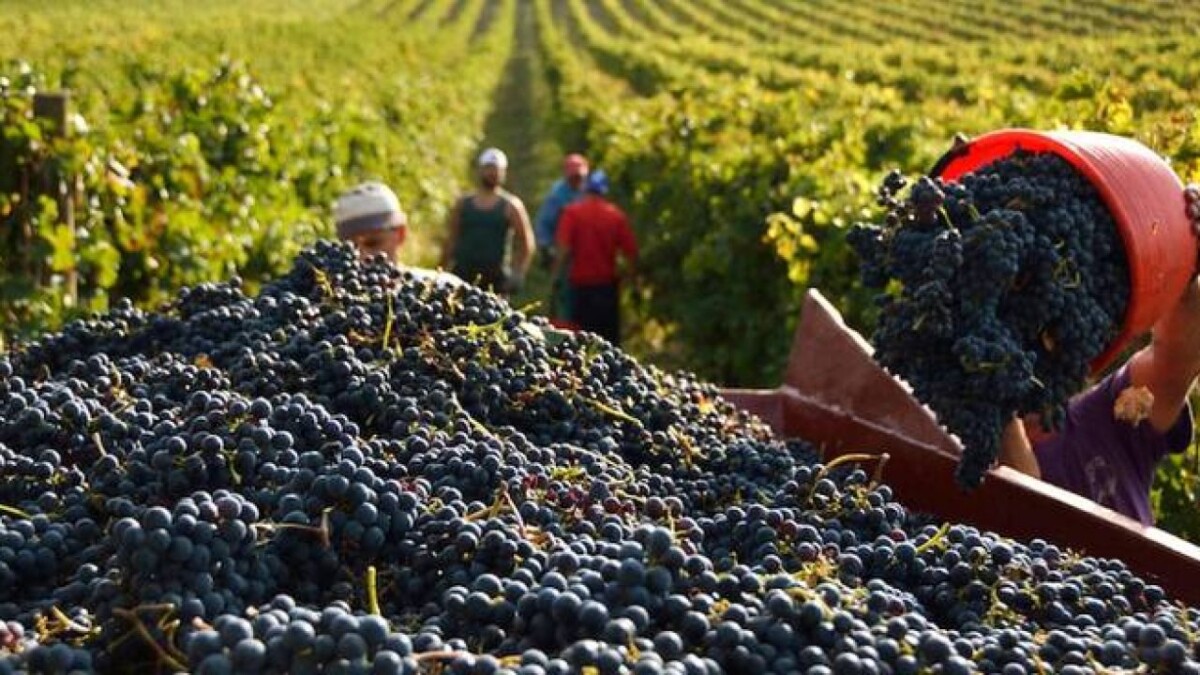 vendemmia
