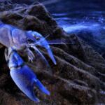Una rarissima mutazione genetica conferisce a questo gambero di fiume italiano (Austropotamobius pallipes) una colorazione blu. La specie è molto minacciata dai cambiamenti ambientali, dai competitori invasivi e dal bracconaggio