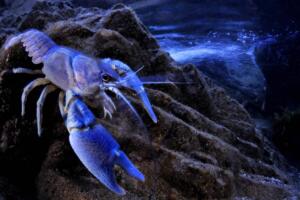 Una rarissima mutazione genetica conferisce a questo gambero di fiume italiano (Austropotamobius pallipes) una colorazione blu. La specie è molto minacciata dai cambiamenti ambientali, dai competitori invasivi e dal bracconaggio