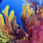Gorgonie rosse (Paramuricea clavata), in questo caso bicolori, una caratteristica non comune e localizzata su poche popolazioni mediterranee