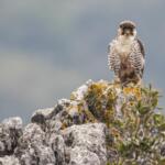Falco lanario (Falco biarmicus feldeggi) maschio sul posatoio preferito, Appennino Marchigiano