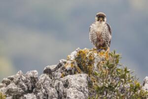 Falco lanario (Falco biarmicus feldeggi) maschio sul posatoio preferito, Appennino Marchigiano