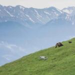 Femmina di orso bruno appenninico o marsicano (Ursus arctos marsicanus) con i piccoli attraversa un pendio nel Parco Nazionale d'Abruzzo, Lazio e Molise