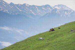 Femmina di orso bruno appenninico o marsicano (Ursus arctos marsicanus) con i piccoli attraversa un pendio nel Parco Nazionale d'Abruzzo, Lazio e Molise