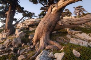 Pini loricati, Parco Nazionale del Pollino