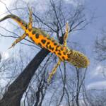 Una femmina di tritone crestato (Triturus carnifex) nuota in superficie in una palude, all'inizio della primavera