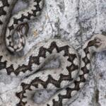 Vipera dal corno (Vipera ammodytes) maschio fotografato nelle Veneto orientale