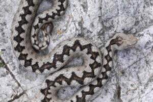 Vipera dal corno (Vipera ammodytes) maschio fotografato nelle Veneto orientale