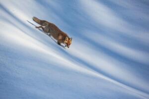 Volpe rossa (Vulpes vulpes) attraversa un pendio innevato. Molise, Febbraio 2015