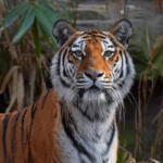 Thailandia, strage silenziosa: 72 tigri morte dopo un virus nei parchi turistici