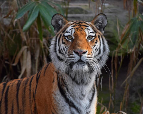 Thailandia, strage silenziosa: 72 tigri morte dopo un virus nei parchi turistici