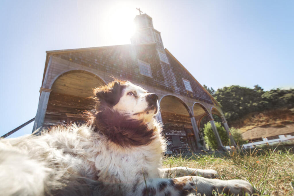 Più cani che bambini: l’amore che sostituisce il silenzio delle culle