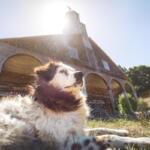 Più cani che bambini: l’amore che sostituisce il silenzio delle culle