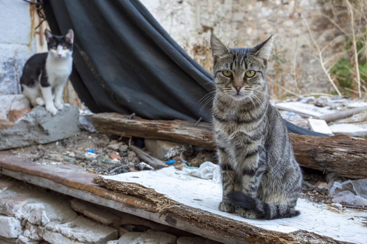 gatti randagi Ucraina