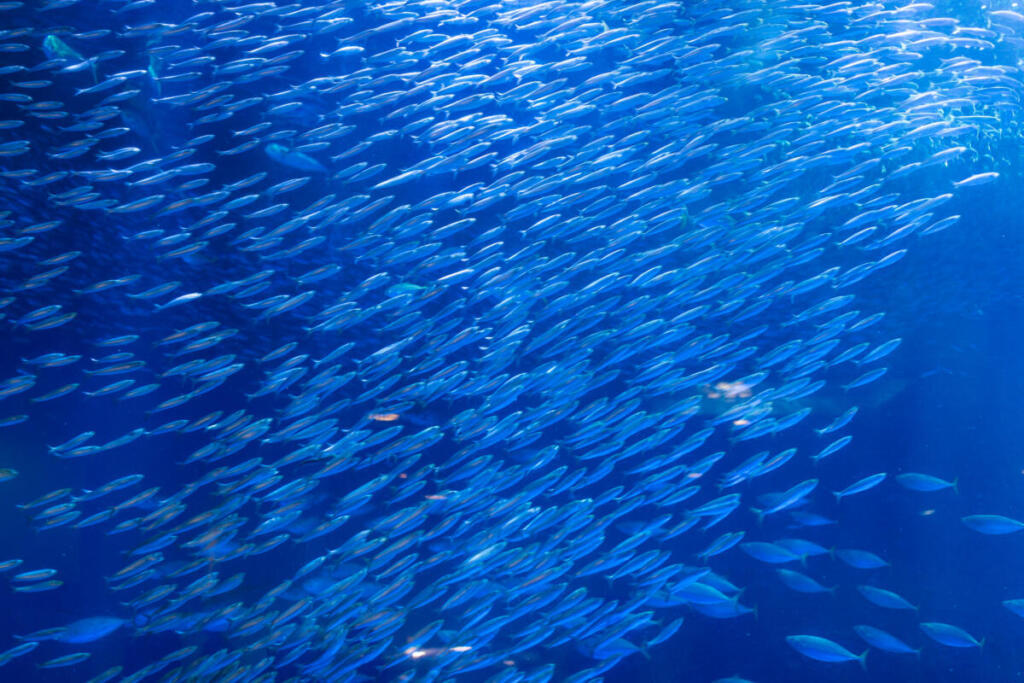 migrazioni dei pesci