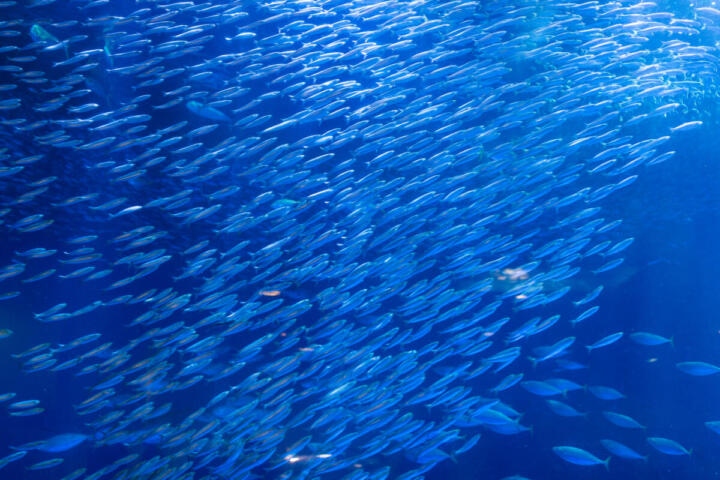 migrazioni dei pesci