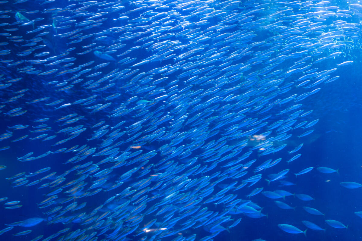migrazioni dei pesci