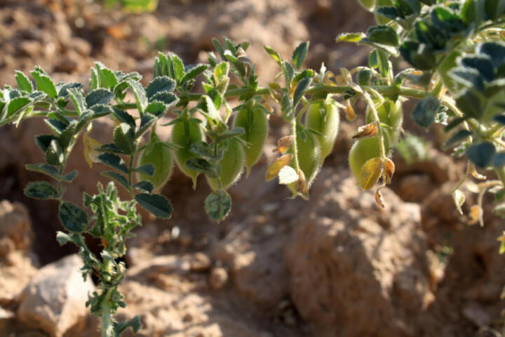 Ceci lunari: la prima coltivazione che avvicina l’uomo a vivere sulla Luna