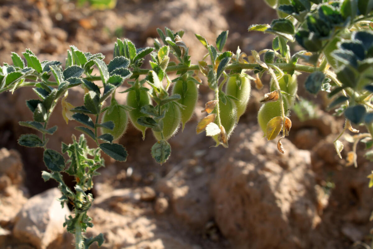 Ceci lunari: la prima coltivazione che avvicina l’uomo a vivere sulla Luna