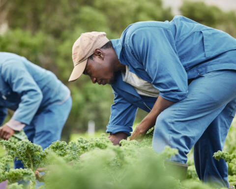 Ombre sul mito di Chavez, nuove accuse scuotono il movimento sindacale UFW