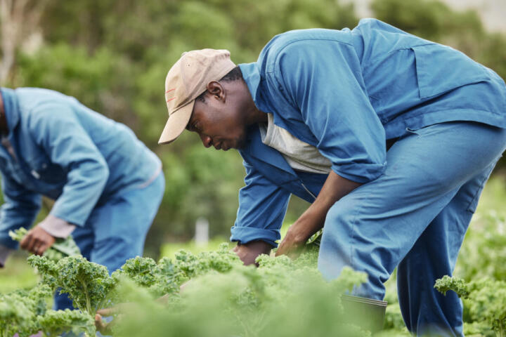 Ombre sul mito di Chavez, nuove accuse scuotono il movimento sindacale UFW