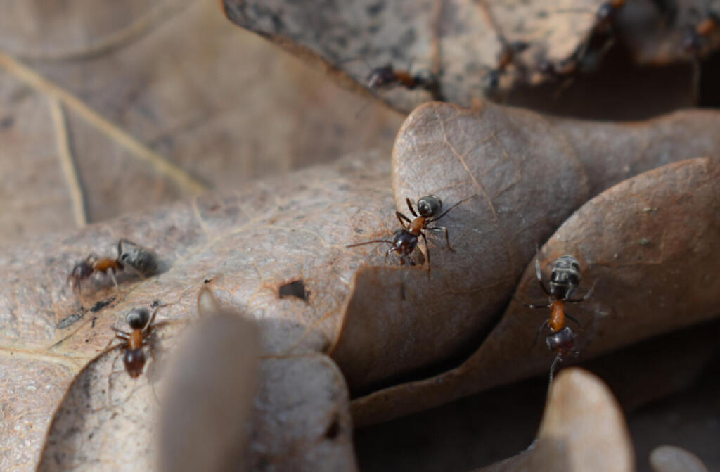 Kenya, traffico invisibile: arrestato cittadino cinese con 2.000 formiche regine