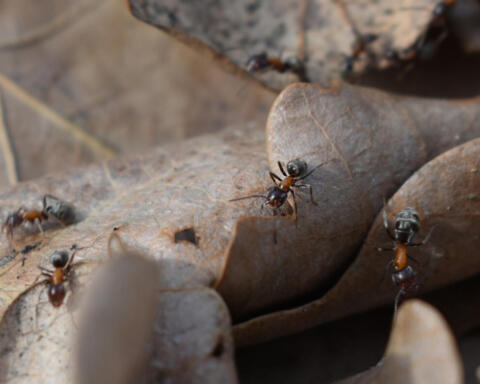 Kenya, traffico invisibile: arrestato cittadino cinese con 2.000 formiche regine