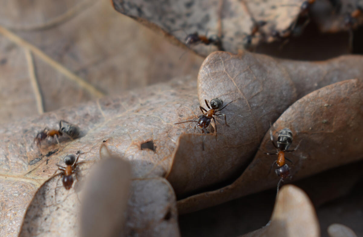 Kenya, traffico invisibile: arrestato cittadino cinese con 2.000 formiche regine