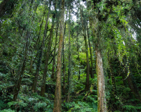 In Camerun la foresta è sotto pressione: Greenpeace Africa chiede riforme urgenti per tutelare le comunità