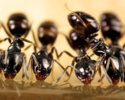 Kenya, un anno di carcere per traffico di formiche: condannato un cittadino cinese