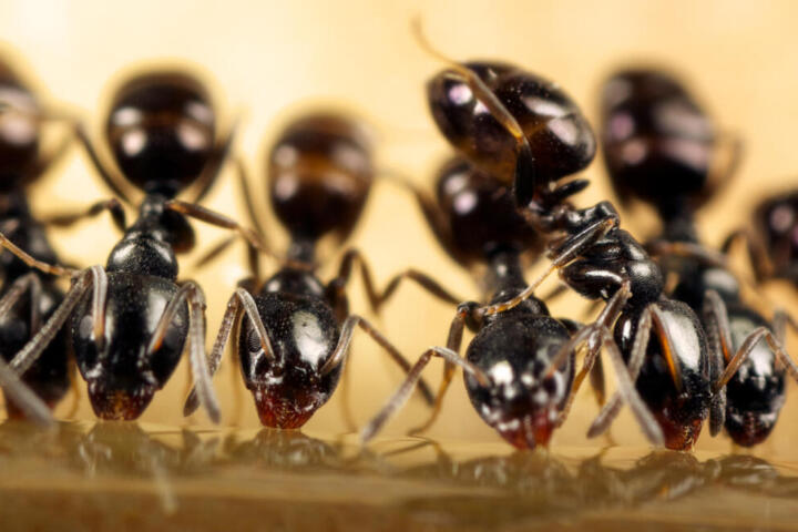 Kenya, un anno di carcere per traffico di formiche: condannato un cittadino cinese