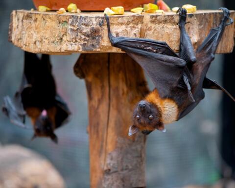 La nigeriana Iroro Tanshi vince il Premio Goldman per l'ambiente per il suo impegno nel salvare i pipistrelli