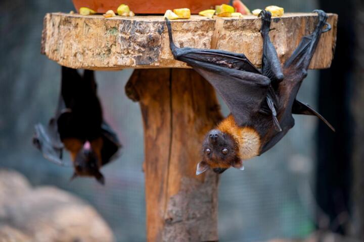La nigeriana Iroro Tanshi vince il Premio Goldman per l'ambiente per il suo impegno nel salvare i pipistrelli