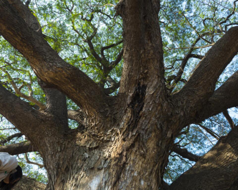 Sherwood, morta la Quercia Maggiore legata a Robin Hood, vittima del cambiamento climatico