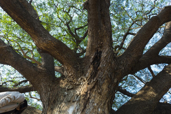 Sherwood, morta la Quercia Maggiore legata a Robin Hood, vittima del cambiamento climatico