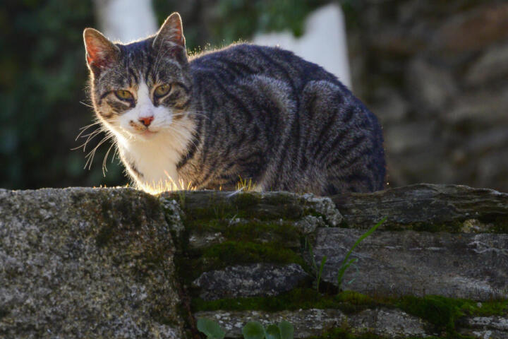 Vietnam, smantellata presunta rete criminale: salvati oltre 400 animali destinati al macello
