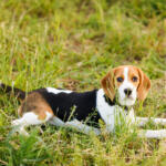 Wisconsin, chiude Ridglan Farms: via libera al salvataggio degli ultimi 475 beagle