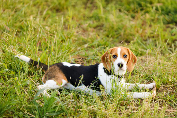 Wisconsin, chiude Ridglan Farms: via libera al salvataggio degli ultimi 475 beagle