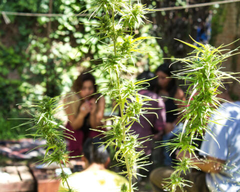 Kenya, l’Alta Corte respinge la richiesta dei rastafariani: niente esenzione religiosa per l’uso della cannabis