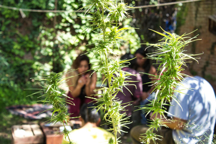 Kenya, l’Alta Corte respinge la richiesta dei rastafariani: niente esenzione religiosa per l’uso della cannabis
