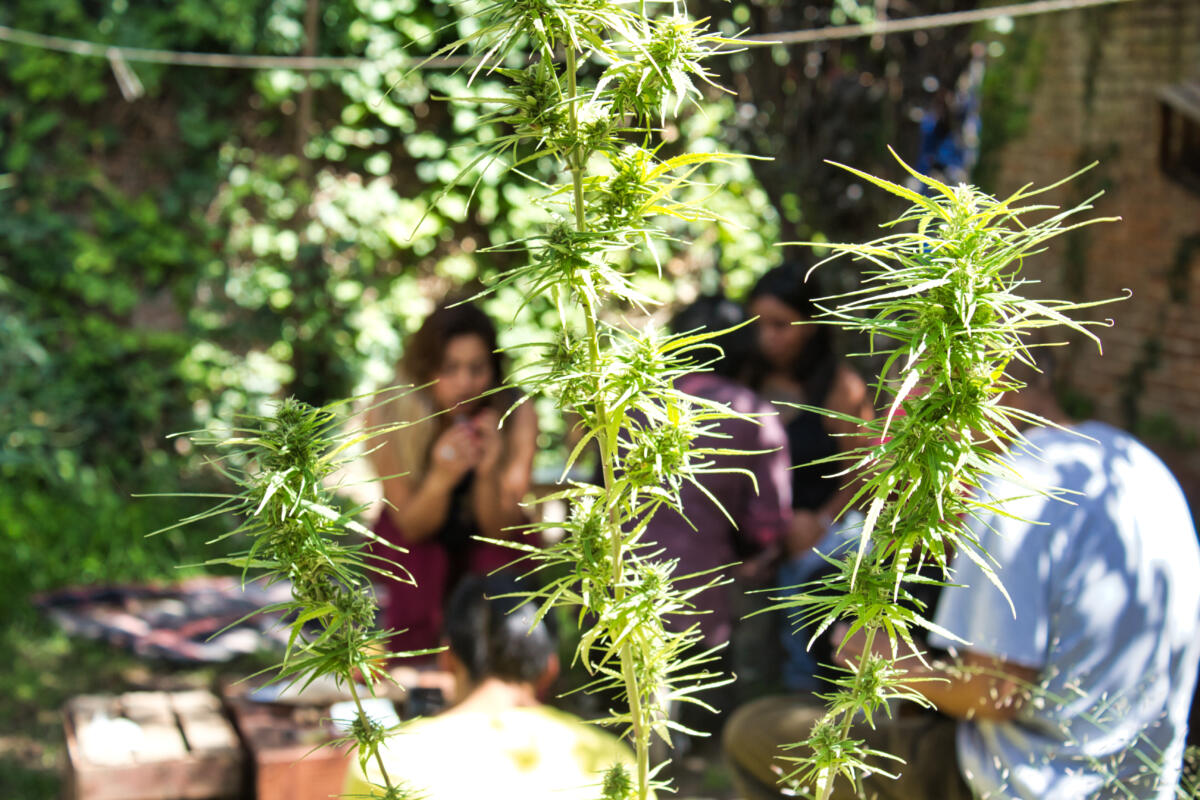 Kenya, l’Alta Corte respinge la richiesta dei rastafariani: niente esenzione religiosa per l’uso della cannabis