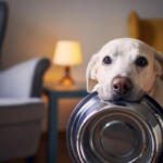 Richiamo di 5.800 confezioni di cibo per cani negli USA e in Canada per possibile contaminazione da metallo