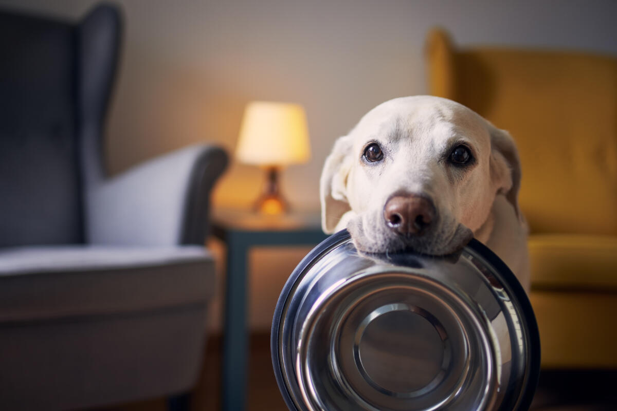 Richiamo di 5.800 confezioni di cibo per cani negli USA e in Canada per possibile contaminazione da metallo