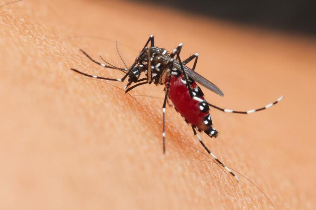 West Nile, 312 casi confermati in Italia da inizio anno: 13 i decessi