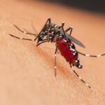 West Nile, 312 casi confermati in Italia da inizio anno: 13 i decessi