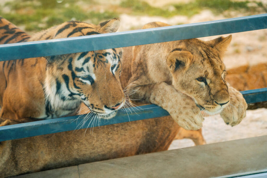 Tamaulipas, maxi‑operazione contro il furto di carburante rivela uno zoo clandestino dei cartelli: 135 animali sequestrati