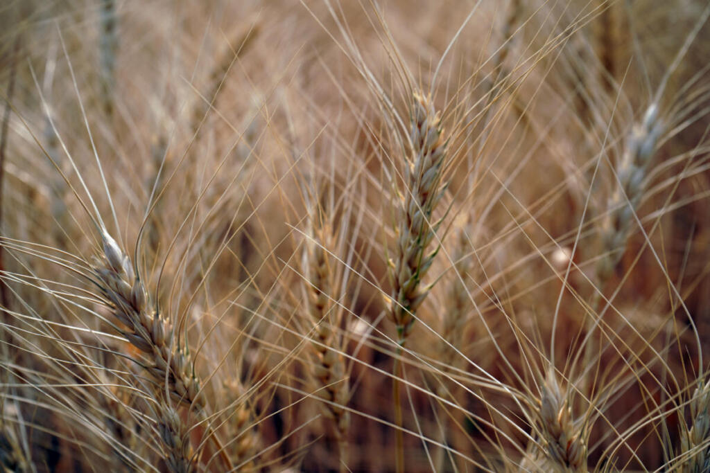 Grano estero e glifosato, Coldiretti: trasparenza per difendere salute e agricoltori