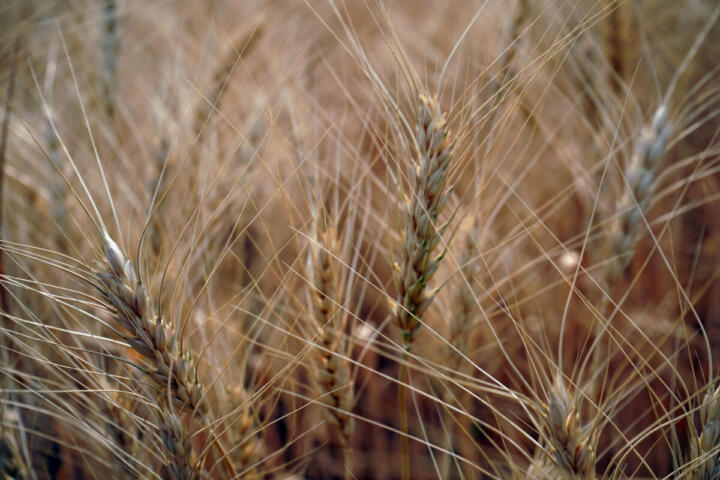 Grano estero e glifosato, Coldiretti: trasparenza per difendere salute e agricoltori