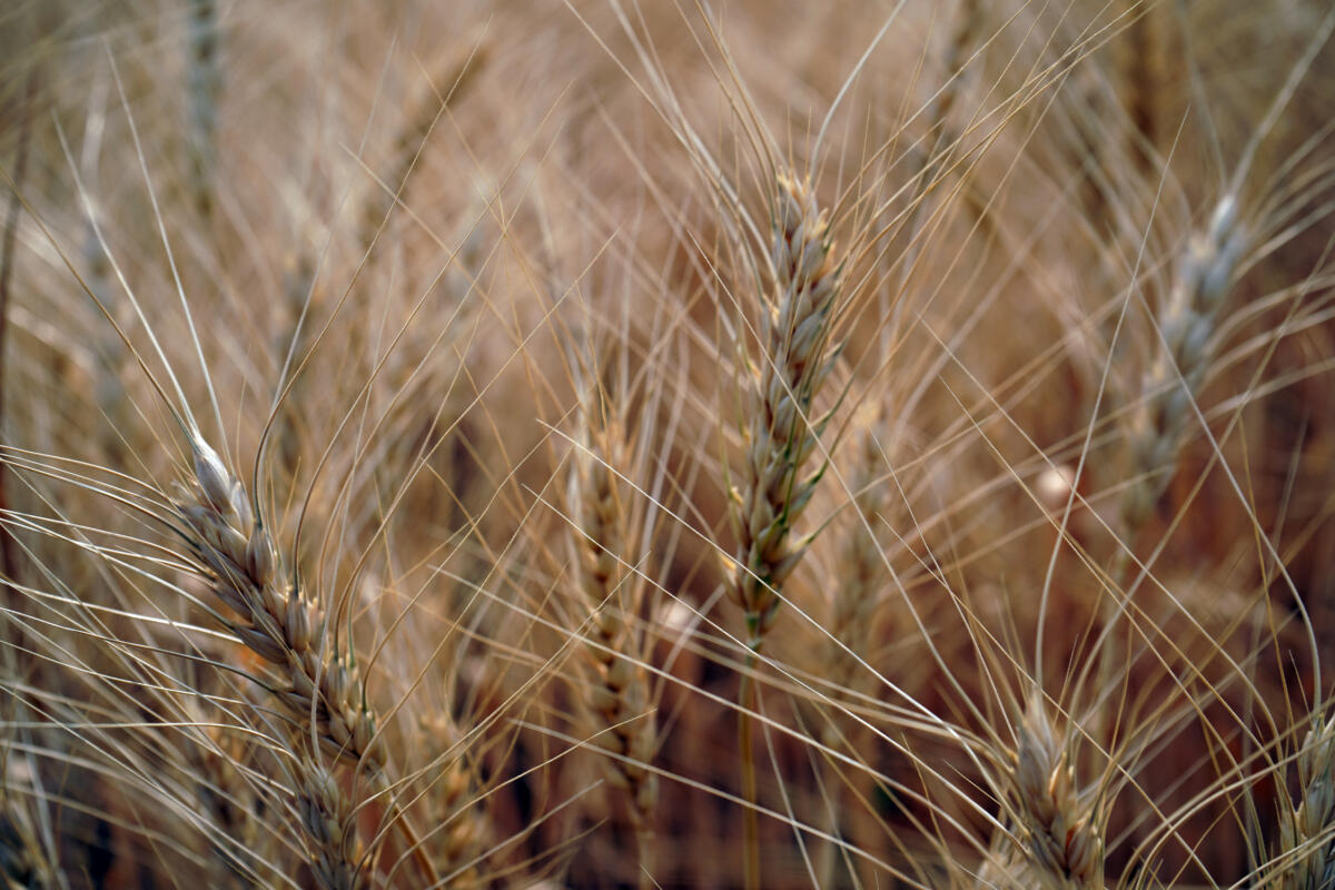 Grano estero e glifosato, Coldiretti: trasparenza per difendere salute e agricoltori
