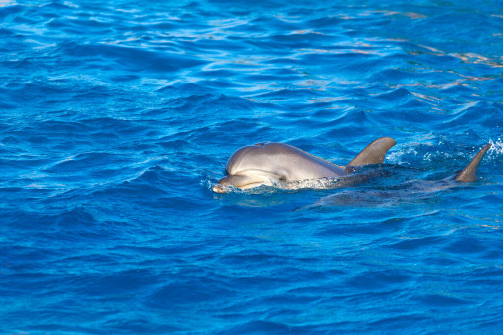 Ceuta sotto shock migranti picchiano dei cuccioli di delfino scatenando rabbia e richieste di espulsioni